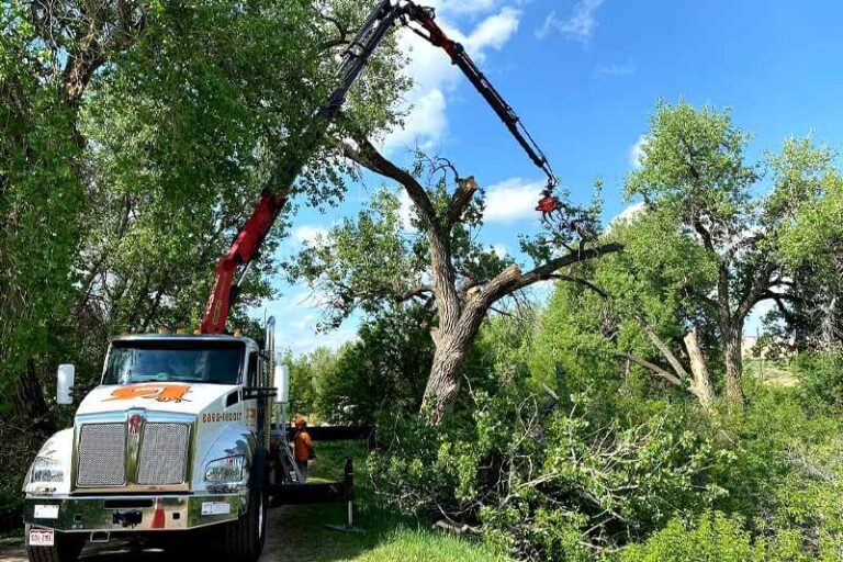 Affordable Ways to Clear Land: A Practical Guide for Homeowners and Landowners