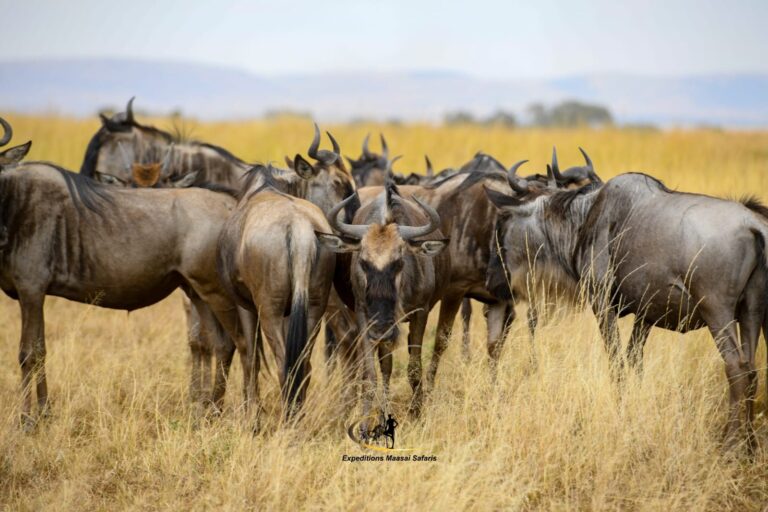 The awe-inspiring wildebeest migration safari