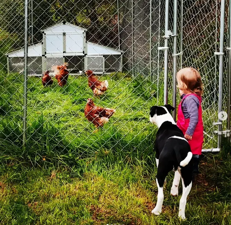 Solving Common Chicken Coop Problems: Tips and Tricks for Irish Owners