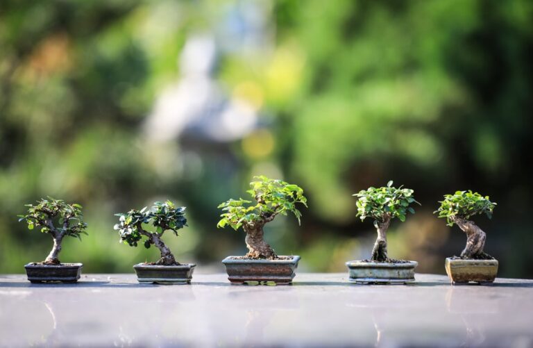 Meet the 3 Oldest Bonsai Trees in the World