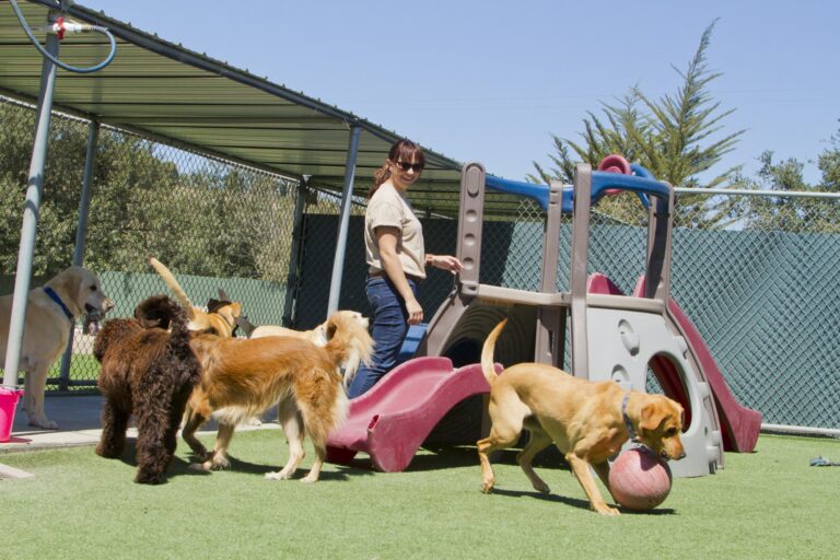 The Pros and Cons of Long-Term Dog Boarding