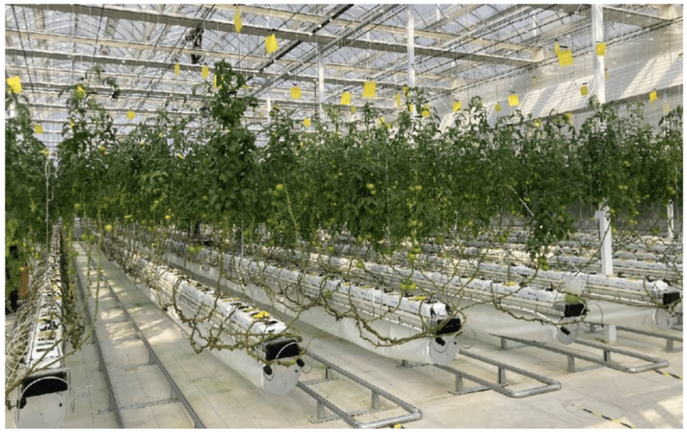 Harvesting Innovation: How Automated Hydroponic Greenhouses Are Changing Agriculture