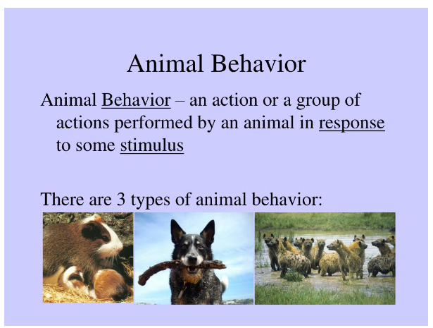 Understanding Animal Behavior: The Dance of Instincts and Learned Behaviors