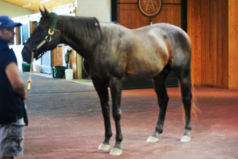 Greatest Breeders’ Cup Winners Of All Time