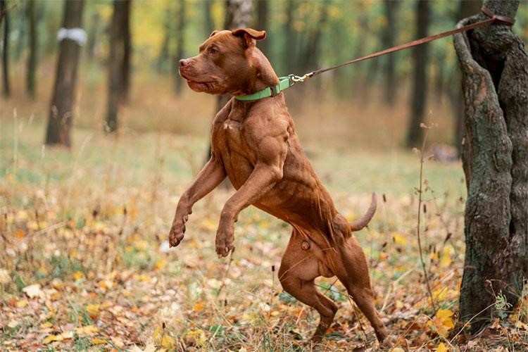 10 Most Muscular Dog Breeds