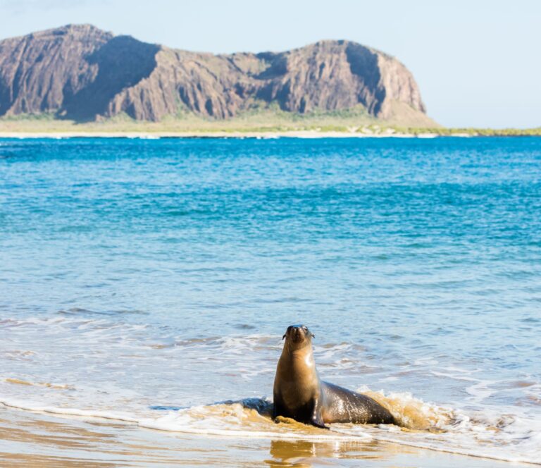 Introducing the Ultimate Travel Planning Tool: The Galapagos Trip Cost Calculator by Voyagers Travel