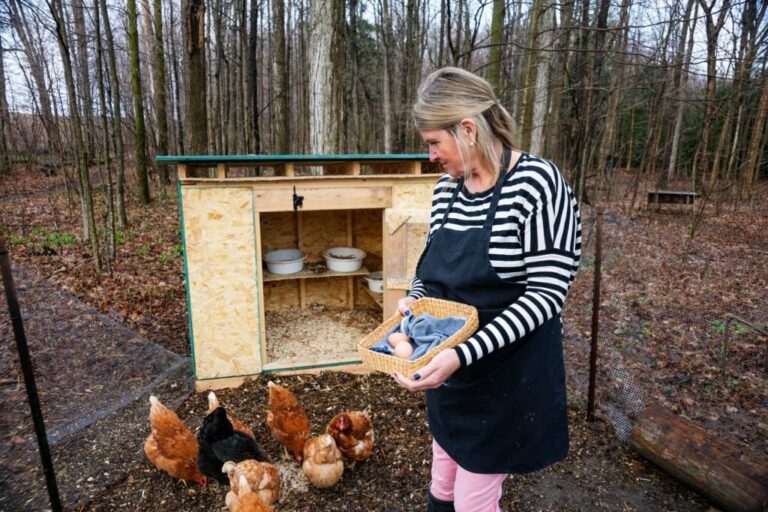 My Chicken Coop Essentials: A Beginner’s Guide to Backyard Chicken Care