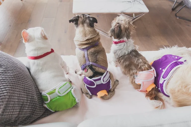 The Revolution of Sustainable Canine Care: A Guide to Reusable Dog Diapers