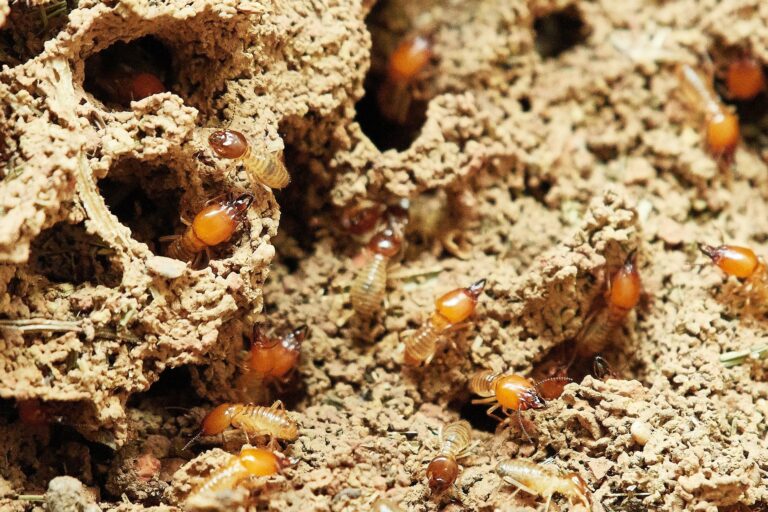 Why Are Termites a Problem for Homeowners and Business Owners?