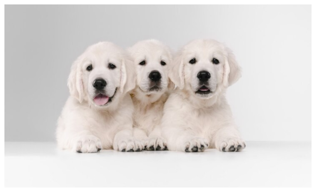 A Comprehensive Guide to English Lab Puppies