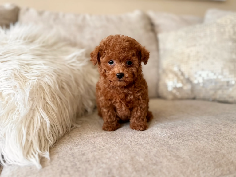 Finding Love in Small Packages – Teacup Puppies for Sale