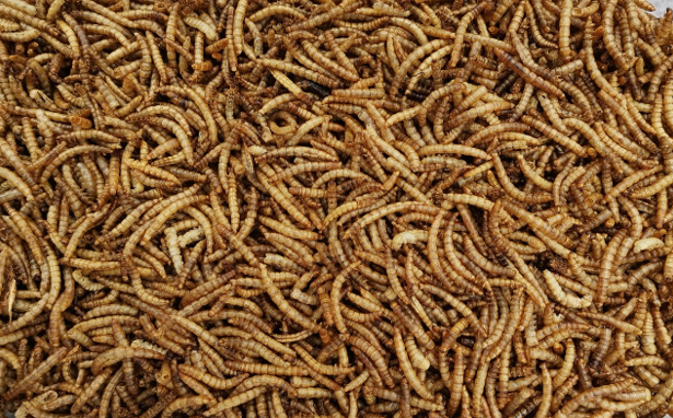 The Future of Animal Feed: Exploring the Role of Mealworms in Feeding the World