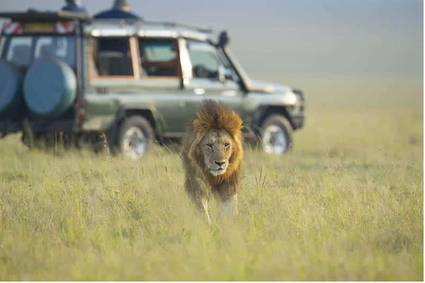 Lions, Leopards, and Landscapes: Kenya Jungle Safari Escapade