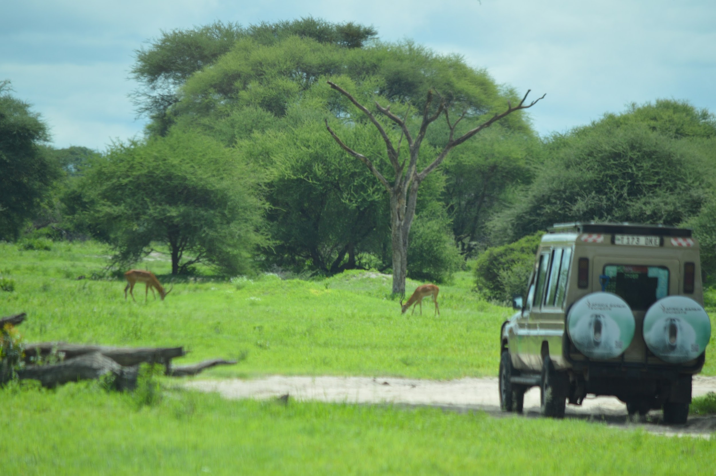 photo tanzania safari