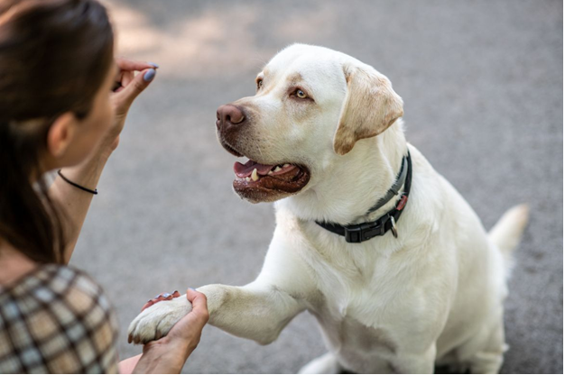 Keeping Your Pup Happy, Day or Night