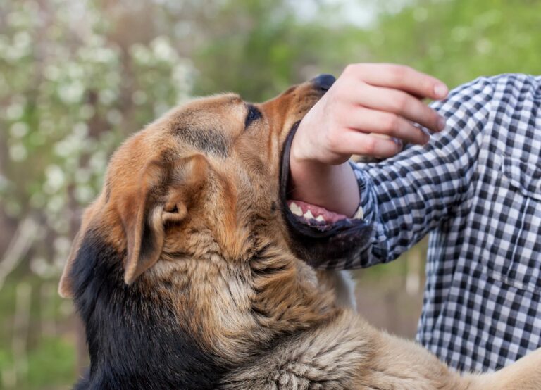 Why Should One Hire a Dog Bite Lawyer