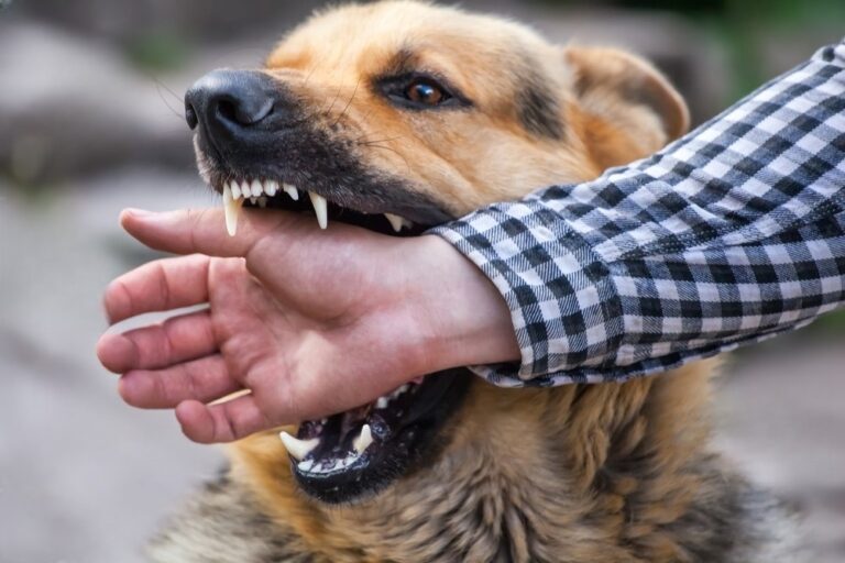 Dog Bite Lawsuits: Common Myths And Misconceptions Debunked