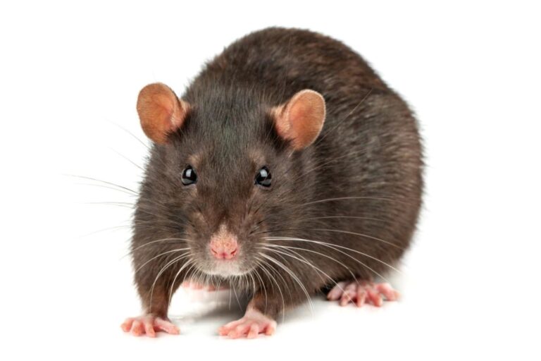 Top Ways to Remove Rats from Your Georgia Home