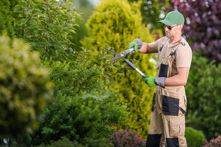 How To Choose the Right Tree Service In Jackson, MI