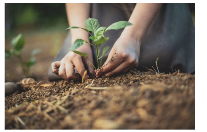 How to Kill Weeds and Maintain a Healthy Garden