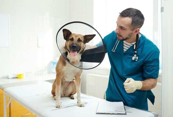 How to Become a Pet Insurance Member