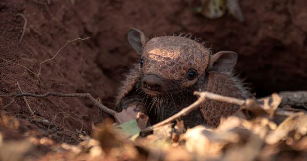 Armadillos and Home Structural Damage: Understanding the Risks and Impacts