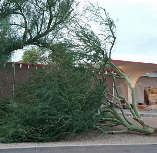 tree