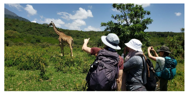 safari