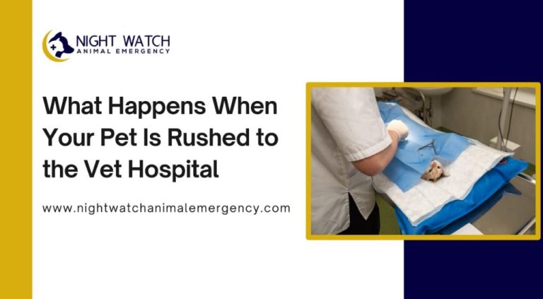What Happens When Your Pet Is Rushed to the Vet Hospital