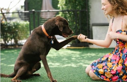 Teaching Your Dog Their Name: A Simple Guide for Pet Owners