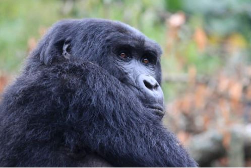 Discover the Wild Heart of Africa: Safaris in Uganda and the Wonders of Uganda National Parks