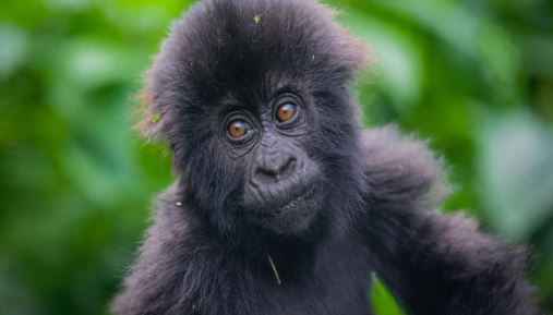 Rwanda to Burundi Adventures: Safari Tours & Kigali Treks