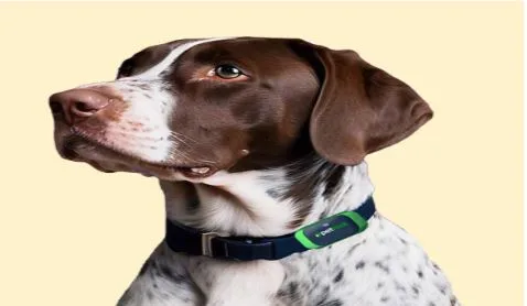 GPS Tracking for Pets: A Growing Trend in Pet Safety