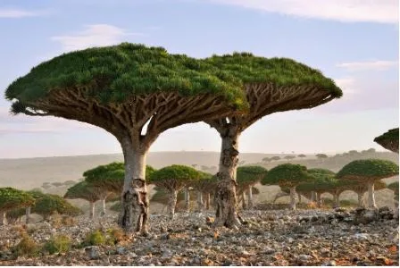 What Is Dragon’s Blood? Ancient Secret or Modern Miracle for Skin?