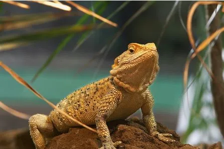 What to Know Before Searching Bearded Dragons for Sale