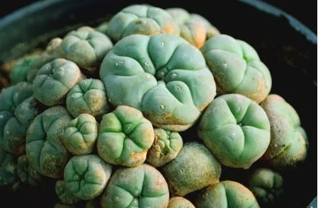 Why Responsible Sourcing Matters When You Buy Peyote