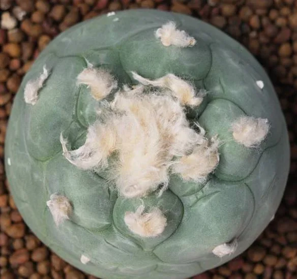 Exploring Ethical and Legal Aspects of Lophophora Williamsii for Sale