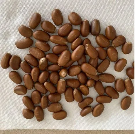 Buy Ilama Seeds Online – A Rare Tropical Treasure for Your Garden