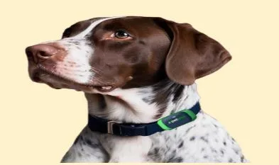 GPS Tracking for Pets: The Growing Trend in Pet Safety