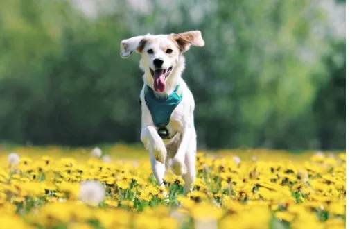 6 Best Dog Trainers in Thousand Oaks, CA for Every Pup’s Personality