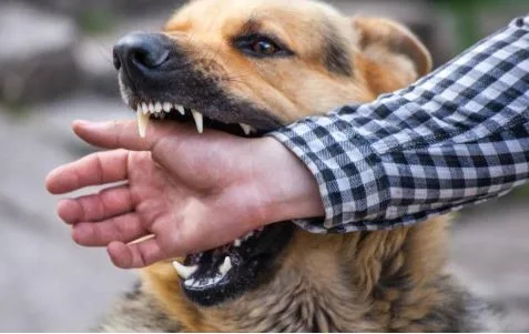 When the Unexpected Happens: Legal Help After a Dog Bite in Chicago