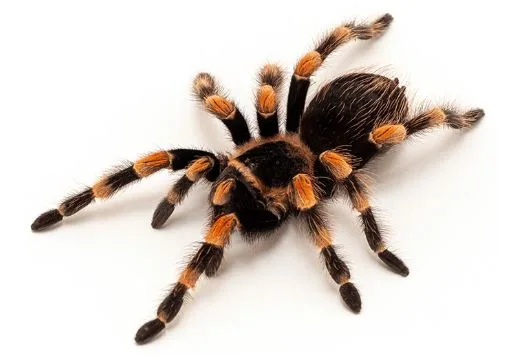A Hidden World Unveiled: The Rise of Wholesale Tarantulas
