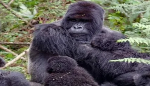Bwindi gorilla trekking Uganda