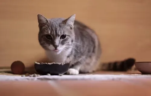 Reflex Cat Food vs Reflex Plus Cat Food – Detailed Comparison for Cat Owners