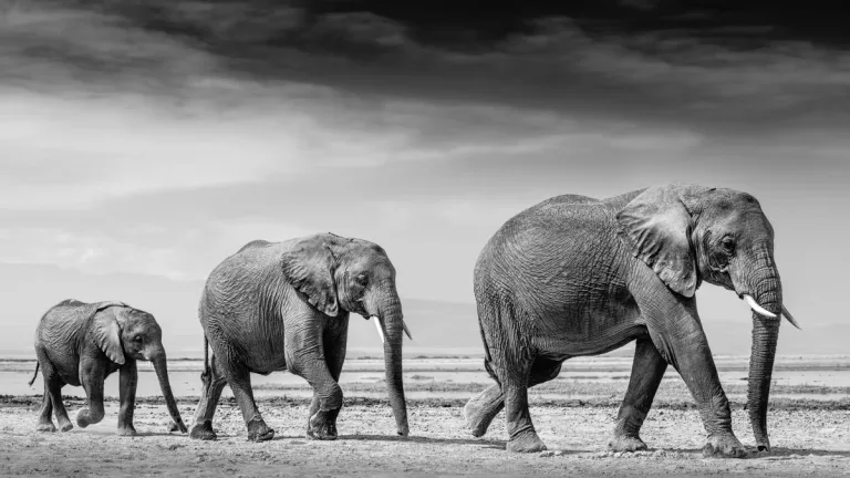 Capturing Africa’s Soul: The Power of Fine Art Wildlife Photography