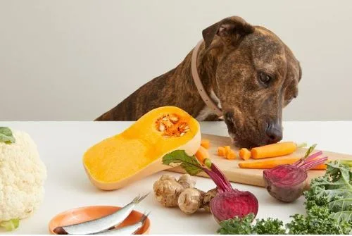 5 Best Fresh Dog Food Brands to Try