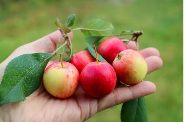 What Does a Crab Apple Tree Look Like? Your Questions Answered
