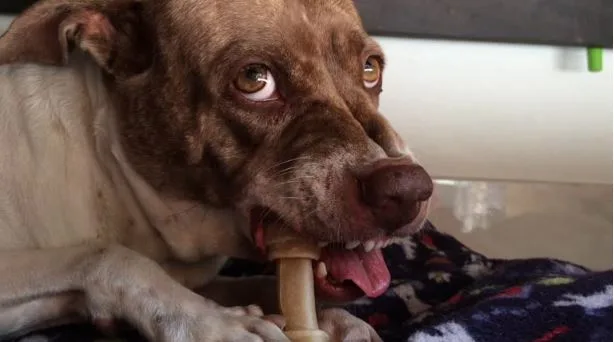 How to Select Durable Dog Chews That Keep Aggressive Chewers Entertained
