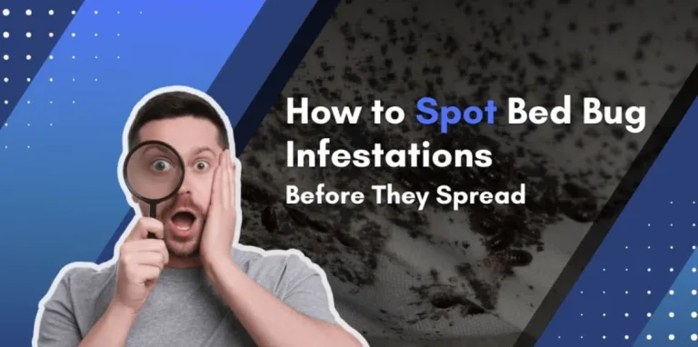 How to Spot Bed Bug Infestations Before They Spread