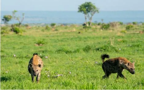 Queen Elizabeth to Kidepo: Uganda’s Safari Jewels